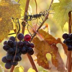 Grappoli in autunno - Cinzia Grande