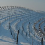 Il-Riposo-dei-vigneti---Corrado-Olocco