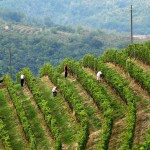 Il lavoro nella vigna - Maurizio Triolo