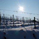 Inverno-in-Langa---Gisella-Divino