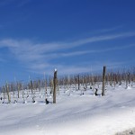 La-vigna-riposa---Bruno-Abbona