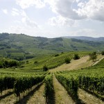 Poderi Oddero - filari