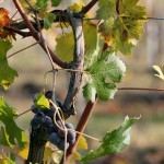 Uve Nebbiolo - Cinzia Grande