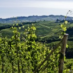 Vigneti-in-Langa-3---Mario-Ferrero