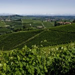 Vigneti-in-Langa-4---Mario-Ferrero