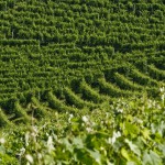 Vigneti-in-Langa-5---Mario-Ferrero