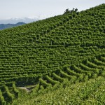 Vigneti-in-Langa-6---Mario-Ferrero