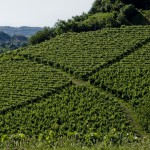 Vigneti-in-Langa-7---Mario-Ferrero