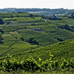 Vigneti-in-Langa-8---Mario-Ferrero