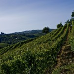 Vigneti-in-Langa---Mario-Ferrero