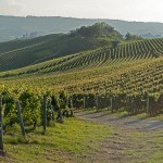 Vigneti nelle Langhe_Ivan Maenza