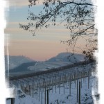 Vigneto innevato