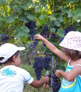 Vendemmia con gli gnomi